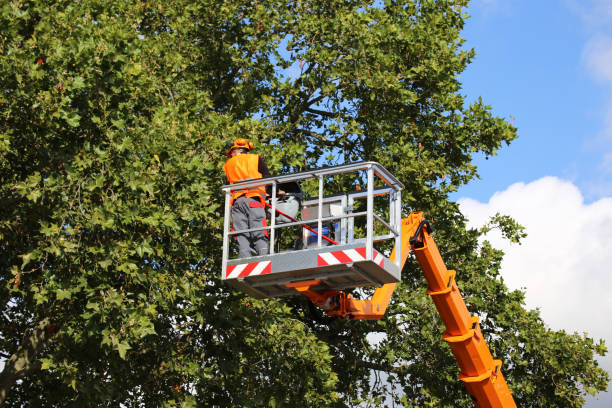 Why Choose Our Tree Removal Services in Monterey Park, CA?