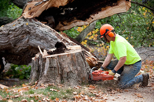 Best Arborist Consultation Services  in Monterey Park, CA